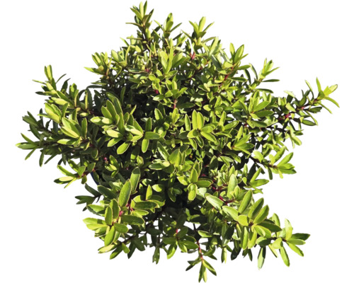 Immergrüner Strauch mit kleinen Blättern für den Garten