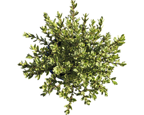 Thymian Pflanze in Topf, Kräutergarten