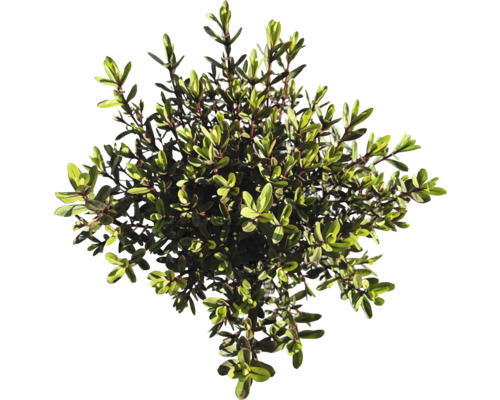 Im Bild ist eine Heckenpflanze zu sehen.