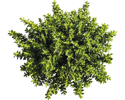 Dicht belaubter Thymian im Topf von oben