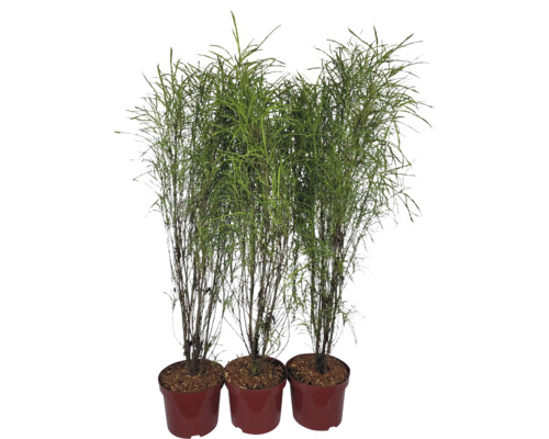 Drei Schilfpflanzen in Töpfen