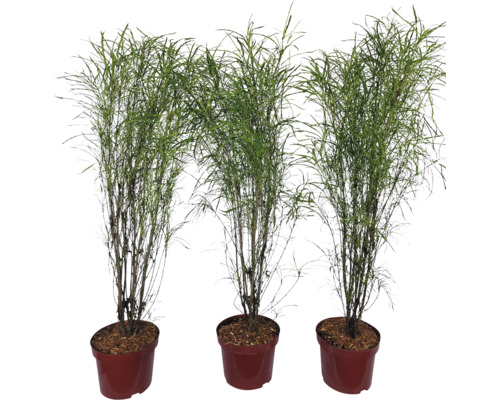 Drei Ziergräser in Töpfen für den Innen- und Außenbereich