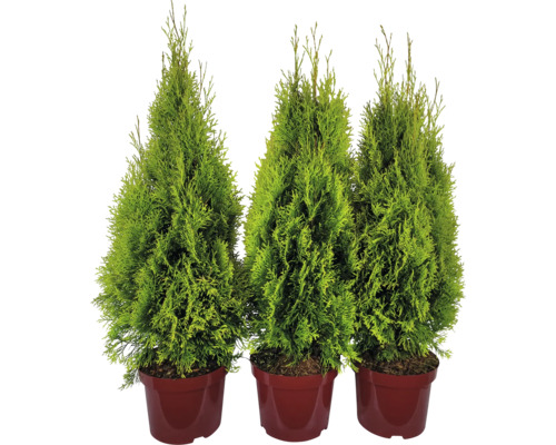 Drei Thuja-Pflanzen in Töpfen