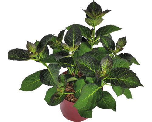 Hortensie im Topf mit grünen Blättern