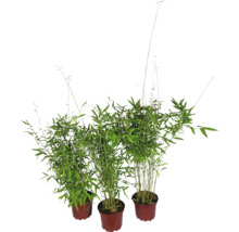 Trois plants de bambou en pot
