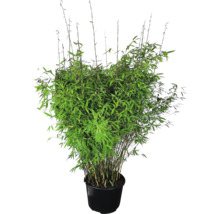 Plant de bambou en pot