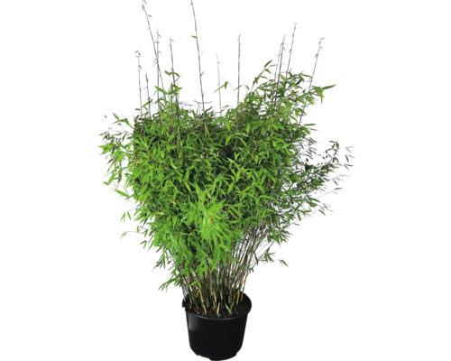 Plant de bambou en pot