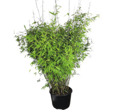 Bambou en pot