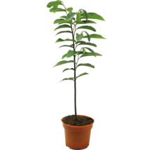 Jeune avocatier en pot avec des feuilles vertes.