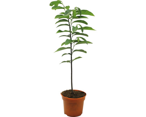 Jeune avocatier en pot avec des feuilles vertes.