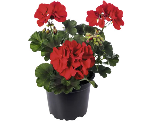 Geranien in einem Topf