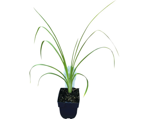 Iris dans un pot