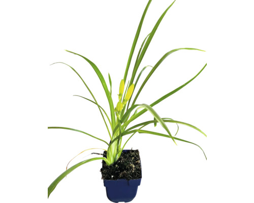 Hémérocalle dans un pot