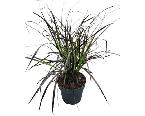 Plant de graminées en pot