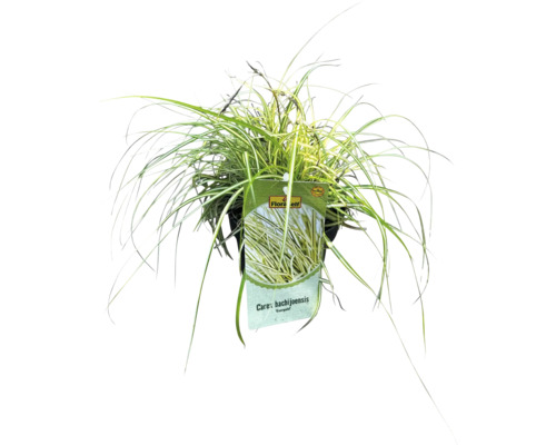 Laîche du Japon Carex hachijoensis en pot
