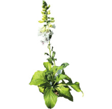 Fingerhut Pflanze mit weißen und gelben Blüten