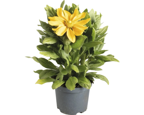 Rudbeckia à coeur noir FloraSelf Rudbeckia hirta Sunbeckia ® 'Ophelia' Co 3 l Rudbeckia en pot