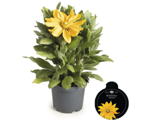 Rudbeckie en pot avec étiquette de plante