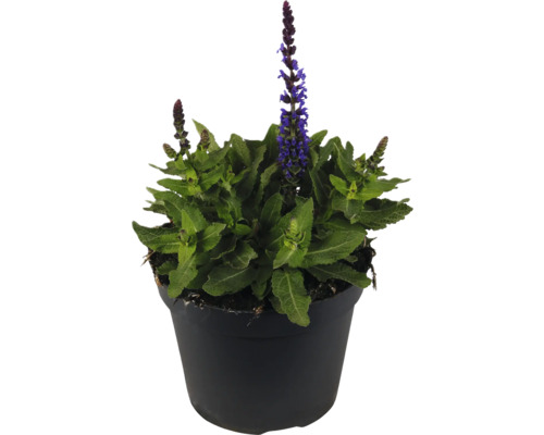 Sauge des bois, sauge ornementale FloraSelf Salvia nemorosa Marvel Blue Co 1 l Sauge en pot