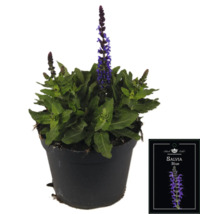 Plante de sauge bleue en pot