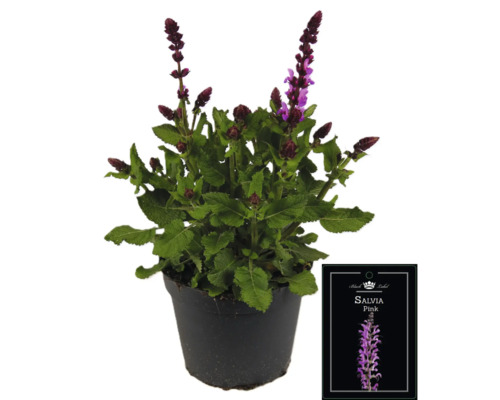 Sauge Black Label Pink en pot
