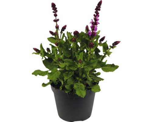 Sauge des bois, sauge ornementale FloraSelf Salvia nemorosa Marvel Pink Co 1 l Sauge en pot