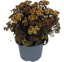 Fetthenne im Topf mit gelben Blüten
