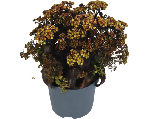 Pracht-Fetthenne FloraSelf Sedum telephium Peach Pearl Co 3 L