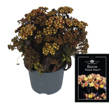 Fette Henne ''Peach Pearl'' im Topf