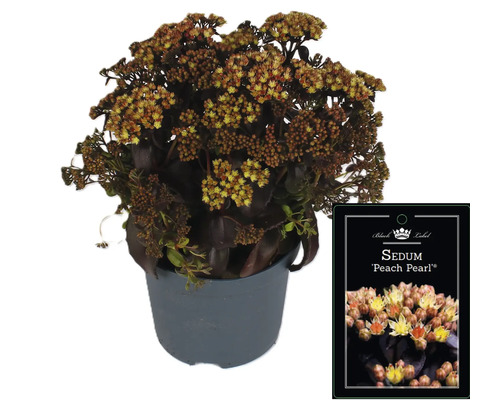 Fette Henne ''Peach Pearl'' im Topf