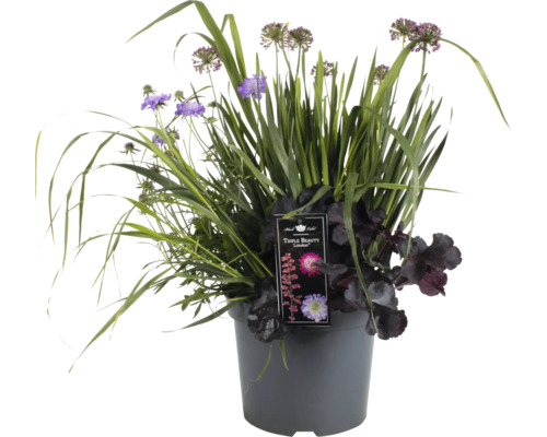 Stauden Mix FloraSelf Triple Beauty London Co 5 L 3 Pflanzen