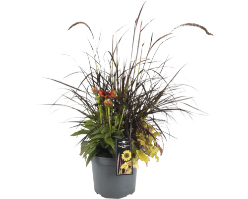 Stauden Mix FloraSelf Triple Beauty Berlin Co 5 L 3 Pflanzen