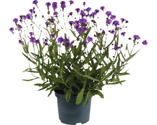 Verveine FloraSelf Verbena Polaris Sky Lila Co 3 l variété primée