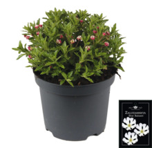 Plante de baume étoilé en pot avec étiquette de variété