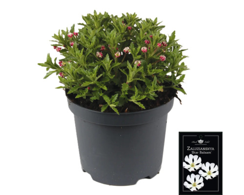 Sternbalsam Pflanze im Topf mit Sortenschild