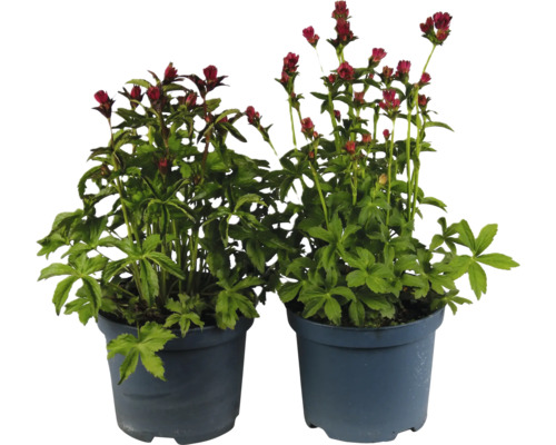 Mélange de grande astrance FloraSelf Astrantia major 'Roma' h 10-50 cm Co 3 l Deux astrances en pot