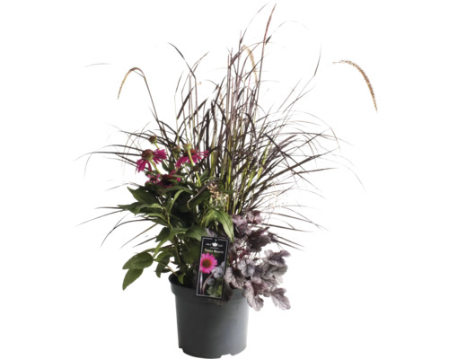 Stauden MixTriple Beauty Stockholm FloraSelf Co 7,5 L