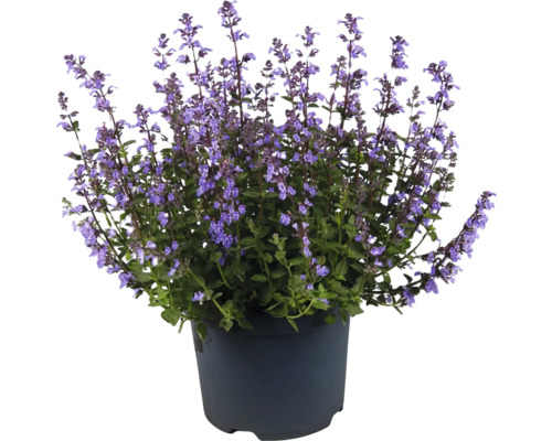Népète Nepeta x faassenii 'Purrsian Blue' h 10-25 cm Co 3 l