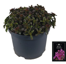 Orpin ''Deep Rose'' en pot
