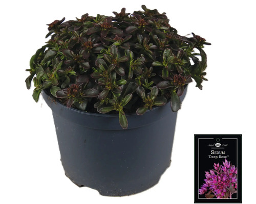 Fetthenne ''Deep Rose'' im Topf