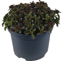 Plant de bugle rampant à feuilles foncées en pot