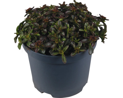 Purpurfettblatt FloraSelf Sedum 'Deep Rose' H 5-15 cm Co 3 L