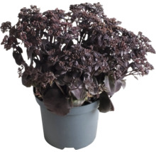Orpin en pot