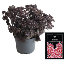 Orpin ''Chocolate Cherry'' en pot avec étiquette de plante