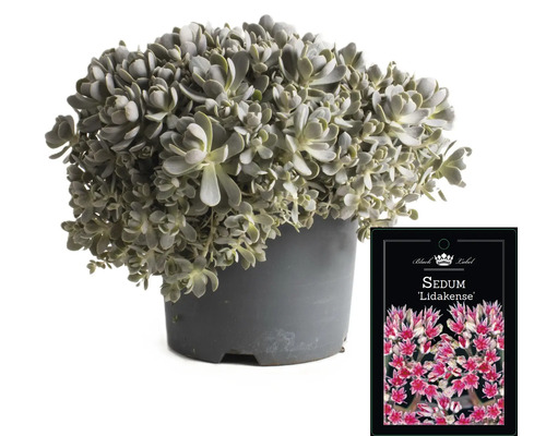 Fetthenne ''Lidakense'' in einem Topf