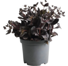 Schwarzblatt dans un pot