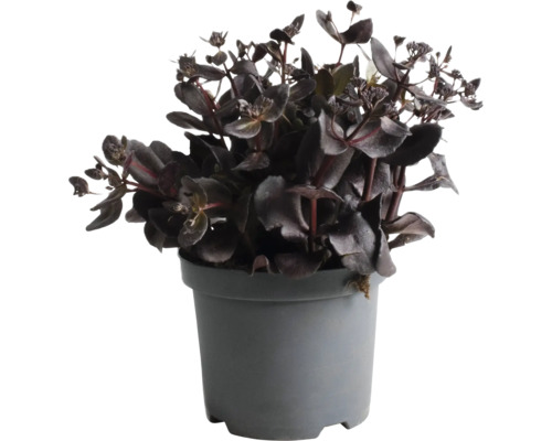 Garten-Fettblatt FloraSelf Sedum 'Touchdown Teak' H 5-15 cm Co 3 L