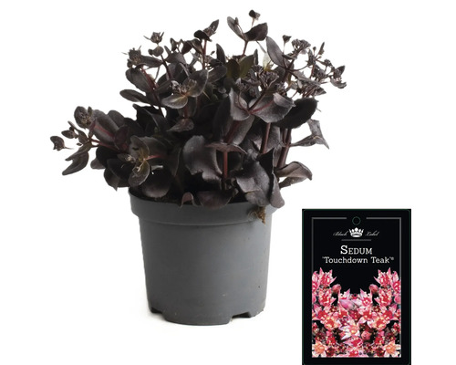 Fetthenne ''Touchdown Teak'' im Topf mit Pflanzenetikett