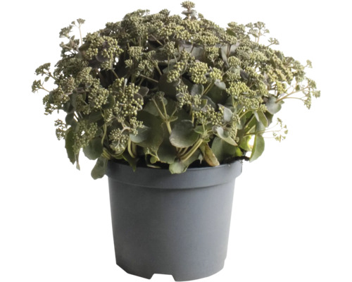 Fetthenne FloraSelf Sedum 'Coral Jade' H 5-30 cm Co 3 L