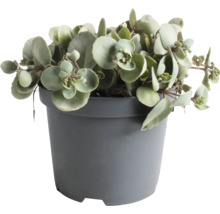 Plante grasse en pot